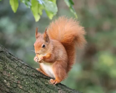 Isle of Wight Squirrels Thriving on the Island with Possibility to Grow Significantly, Findings Reveals